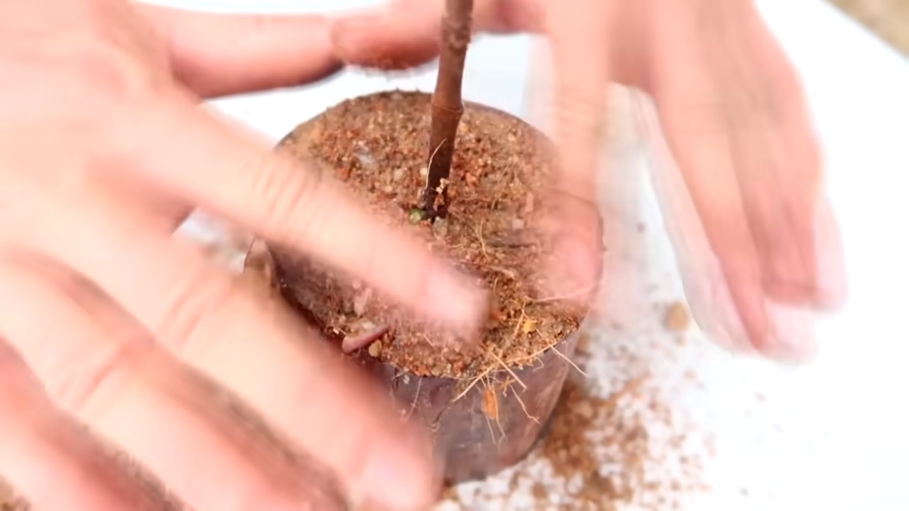 Jackfrucht zu Hause anbauen