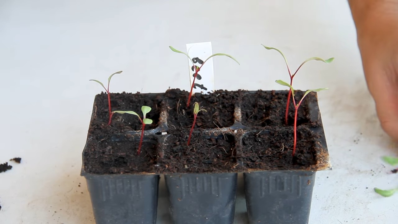 Rote Bete Küche anbauen