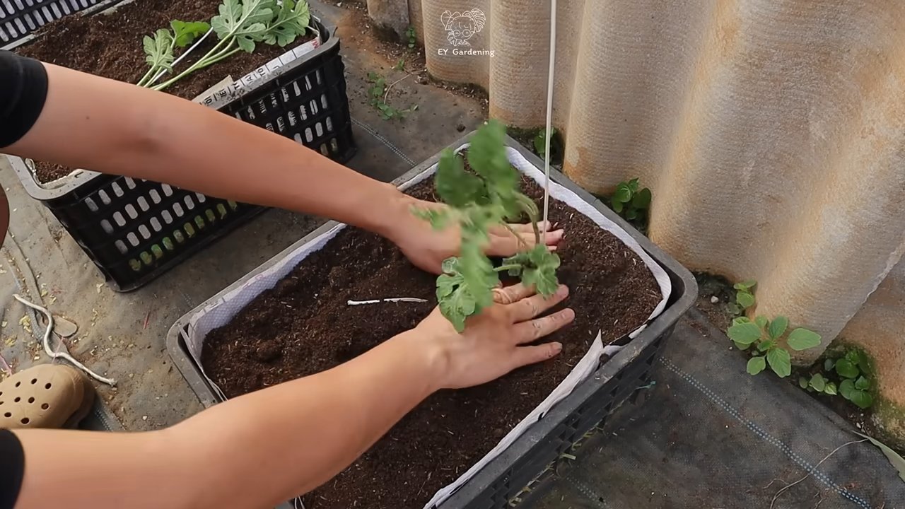 Wassermelone anbauen im Garten