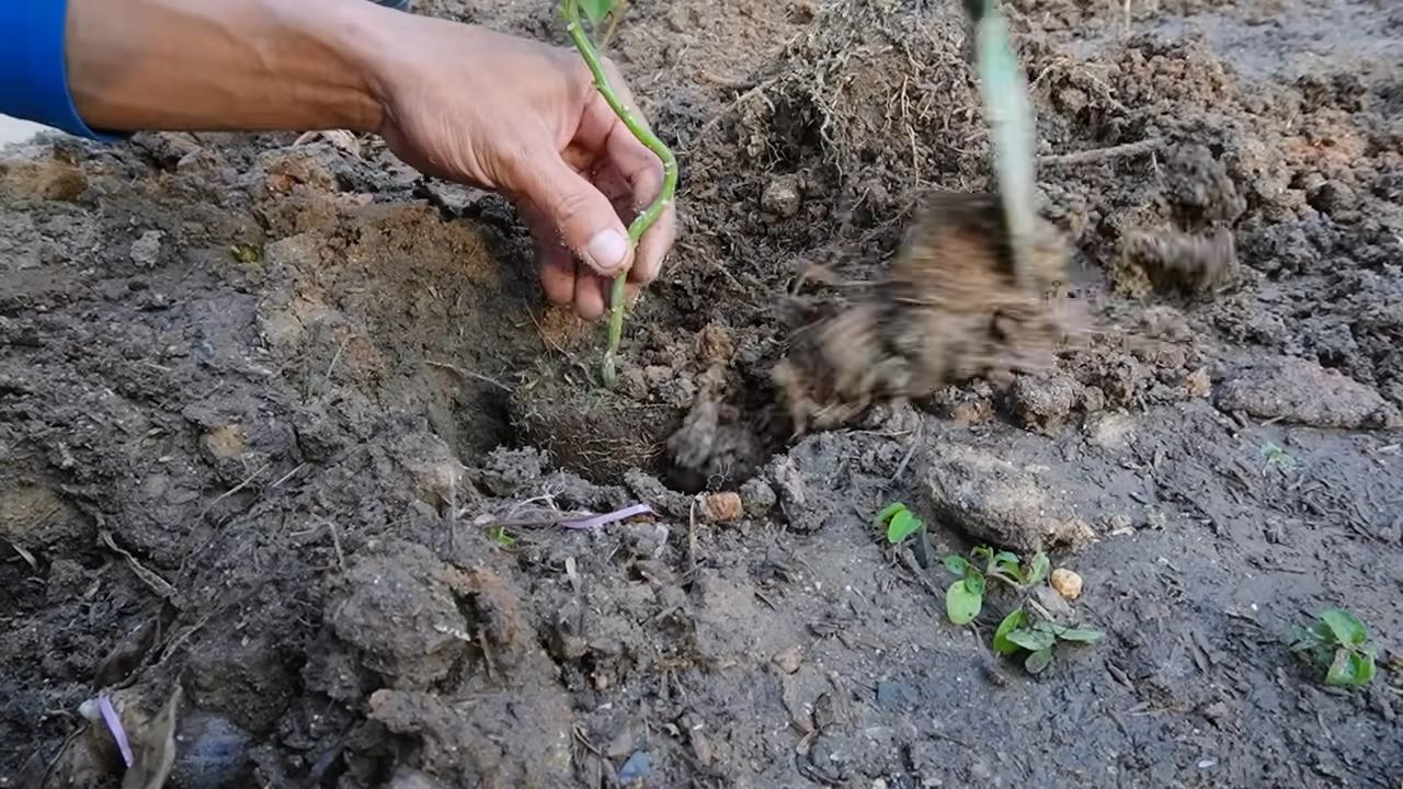 Passionsfrucht im Garten anbauen
