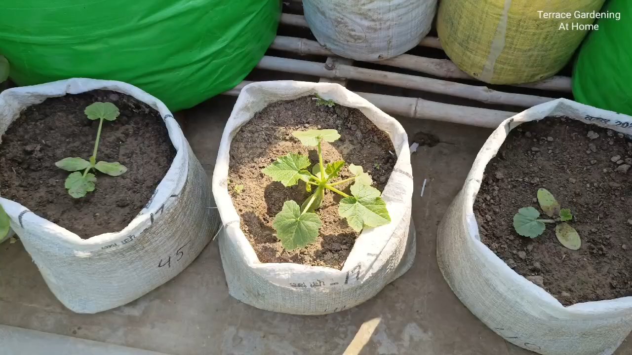 Zucchini selbst anbauen