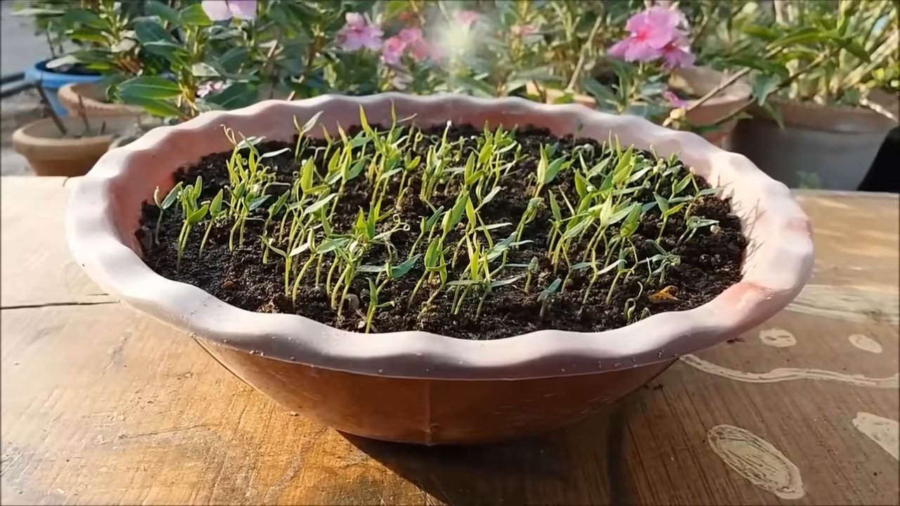 Chili Anbau Tipps Garten