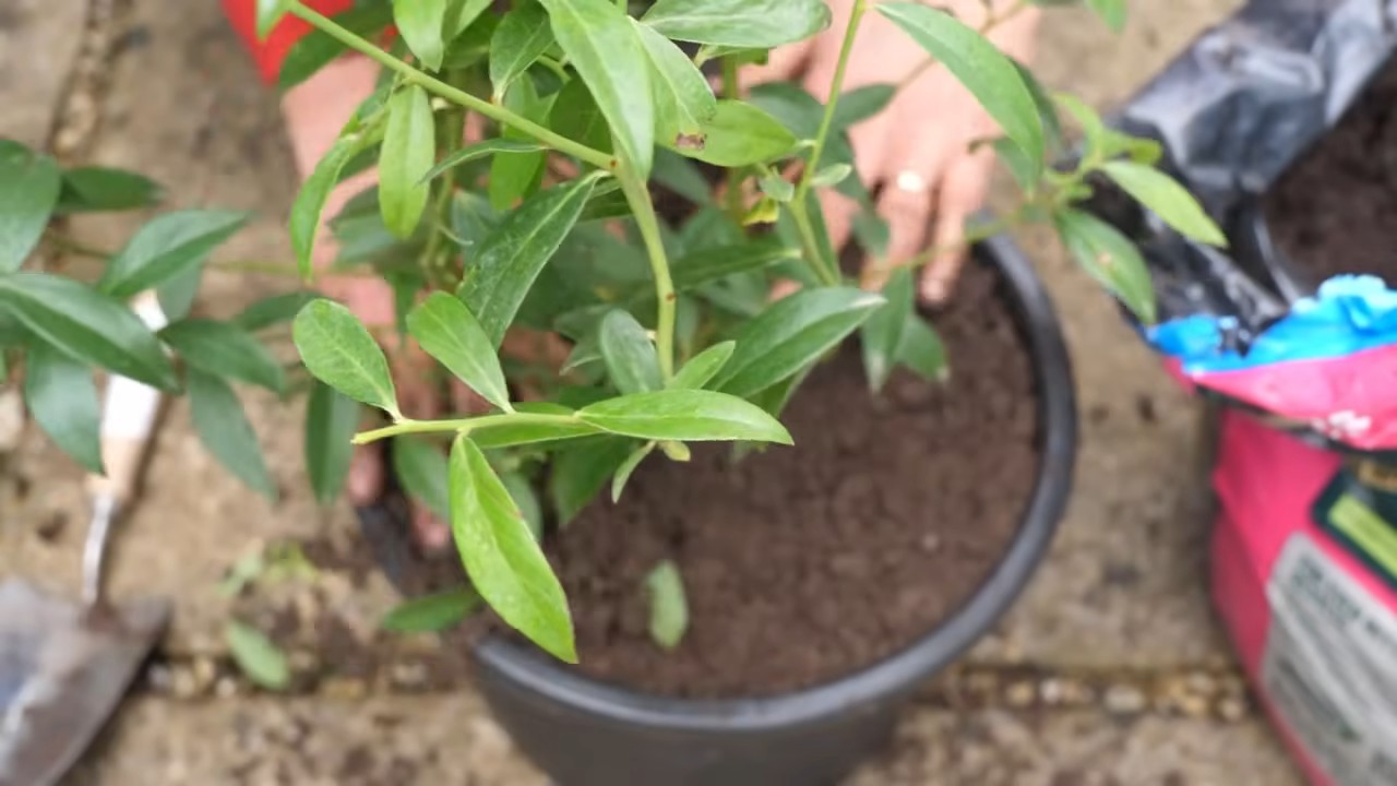 Blaubeeren zu Hause anbauen