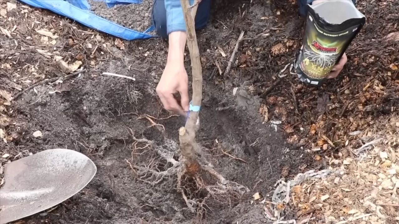 Kirschen zu Hause anbauen