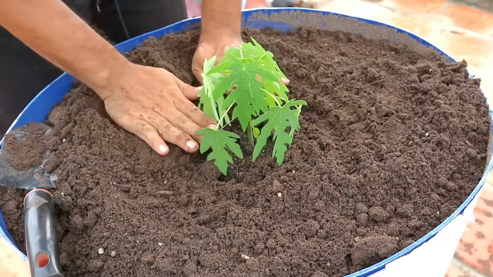 Papaya Anbau Küche