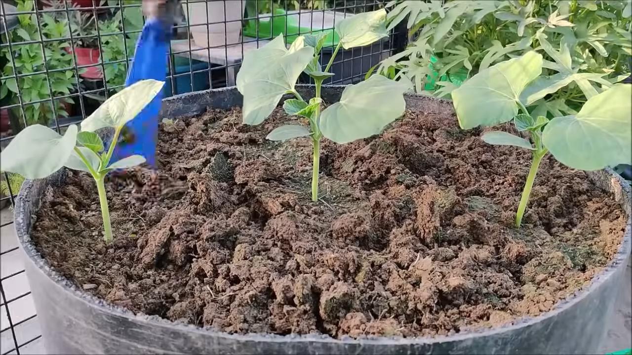 Flaschenkürbis Anbau im Garten