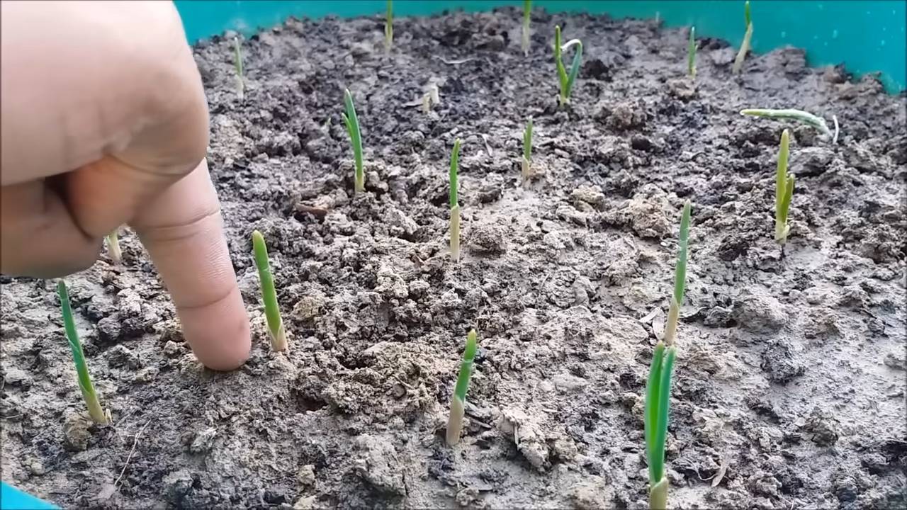 Knoblauch einfach zu Hause anbauen