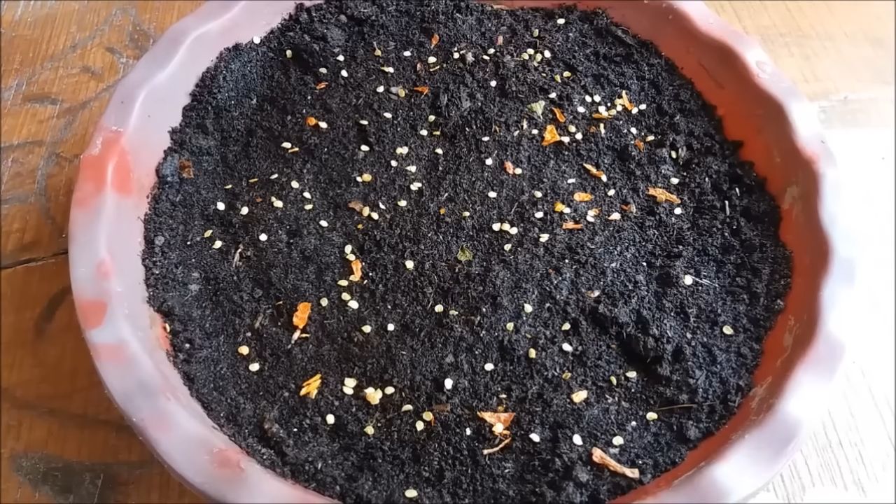 Chili selber anbauen