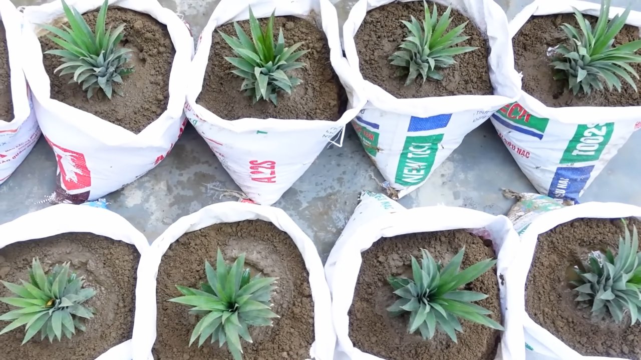 Ananas anbauen im Topf