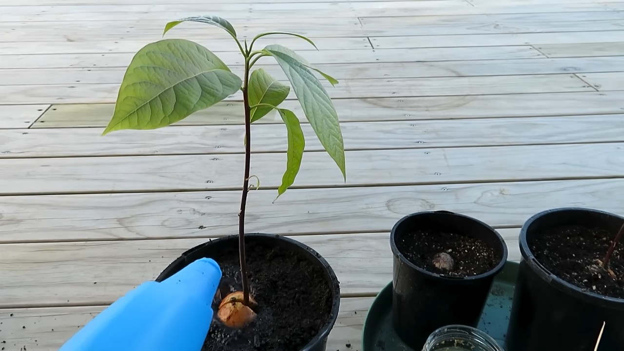 Avocado selber ziehen