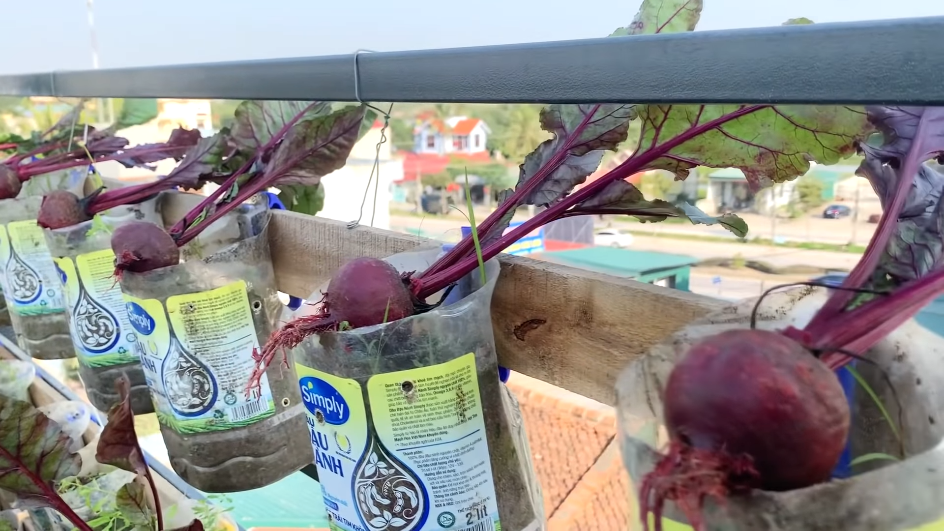 Rote Beete auf der Terrasse anbauen