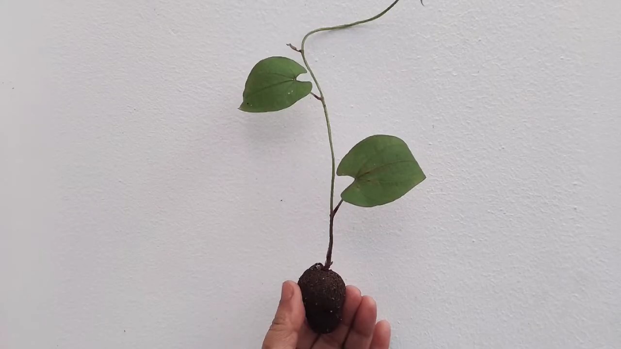 Lila Yam Anbau Küche