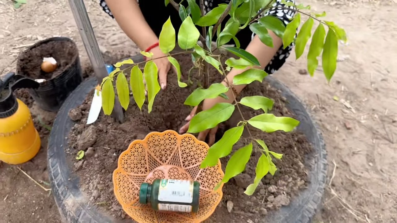 Litschi Anbau im Garten