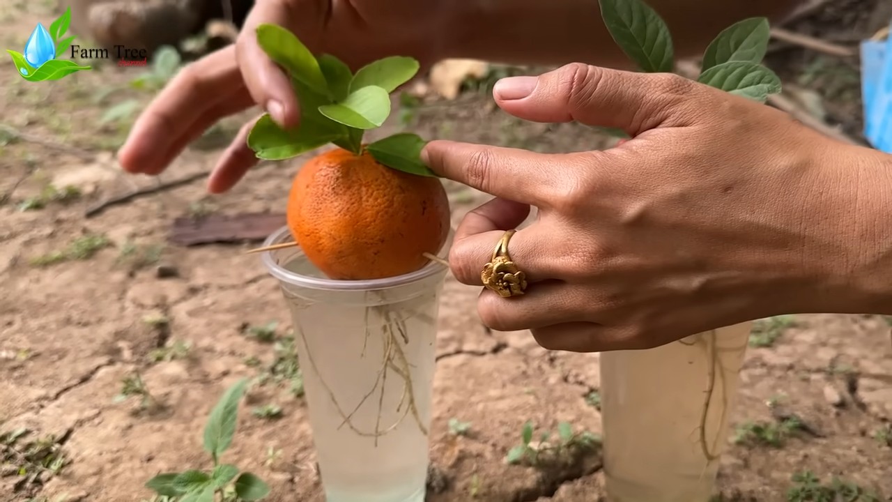 Orangen selbst anbauen