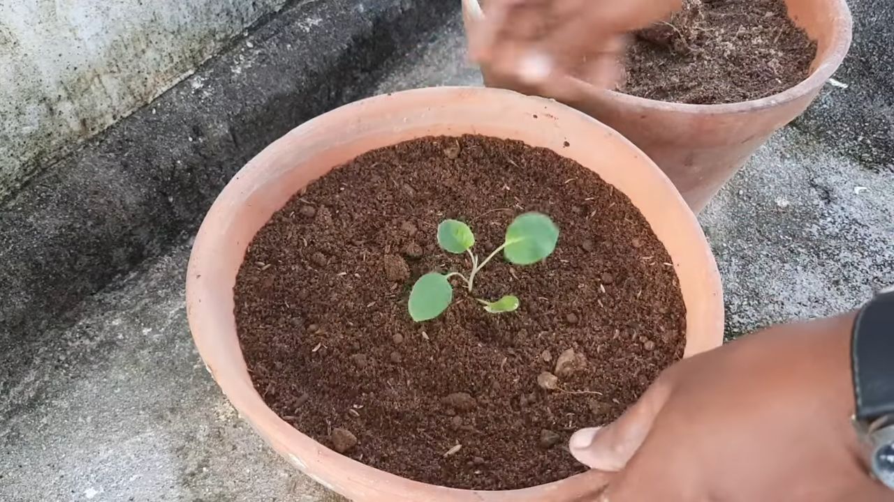 Blumenkohl in der Küche anbauen