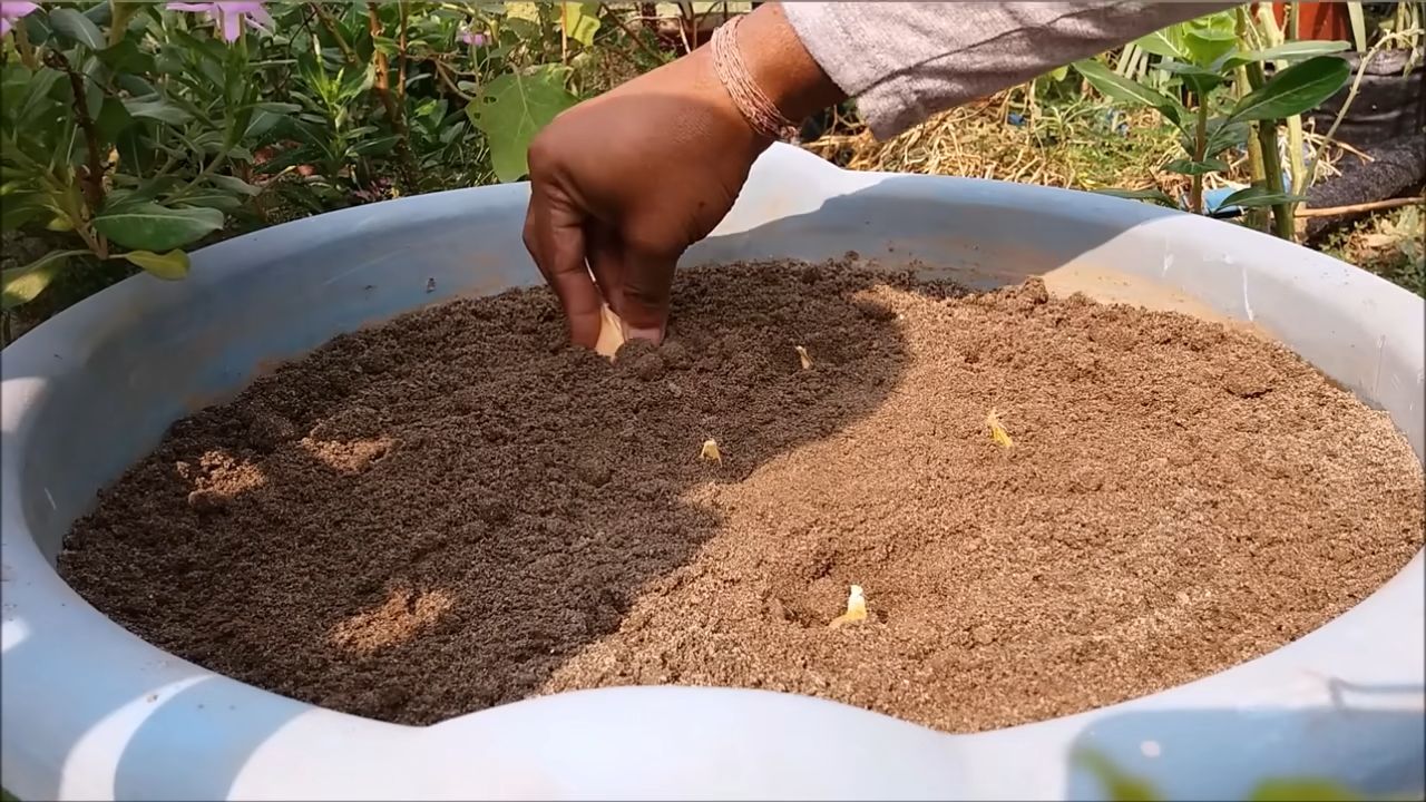 Knoblauch Anbauen Einfache Methoden