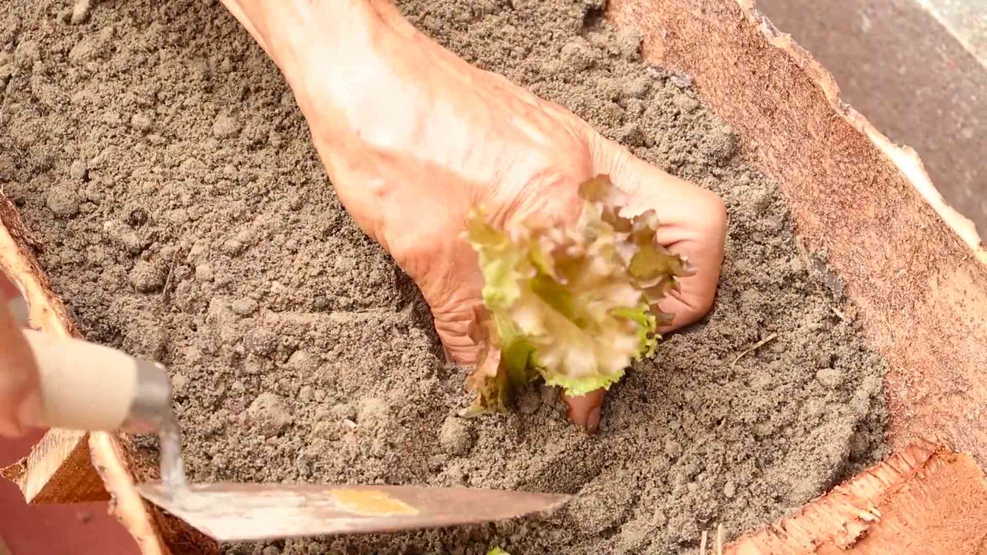 Lila Salat anbauen zuhause