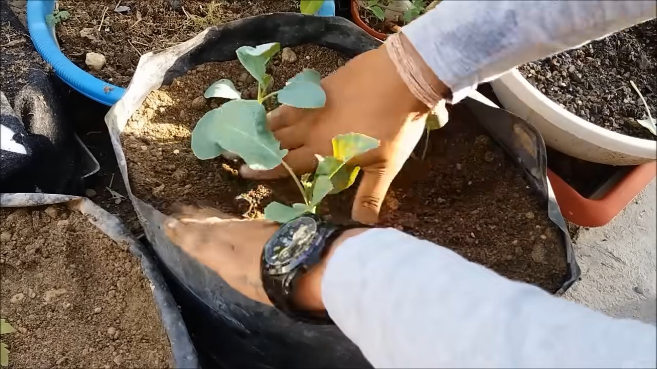 Blumenkohl zu Hause anbauen