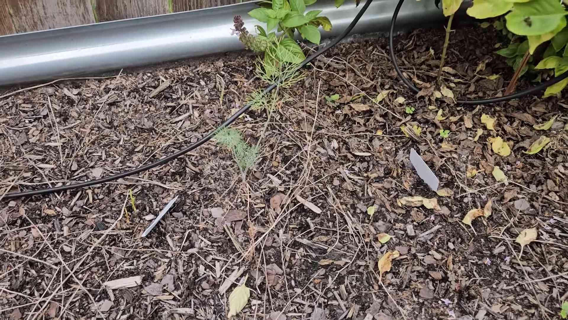 Dill erfolgreich anbauen