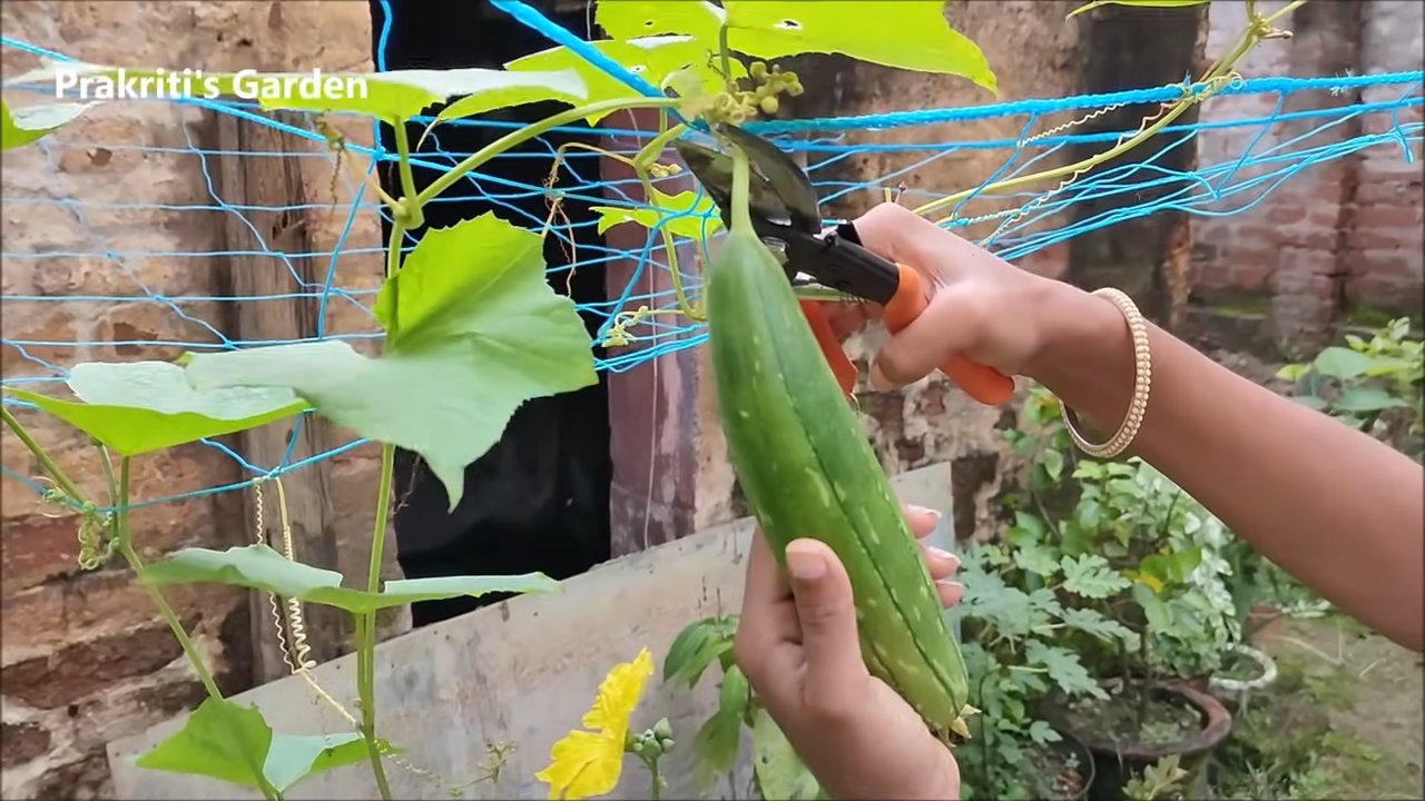 Luffa Gurken zu Hause anbauen