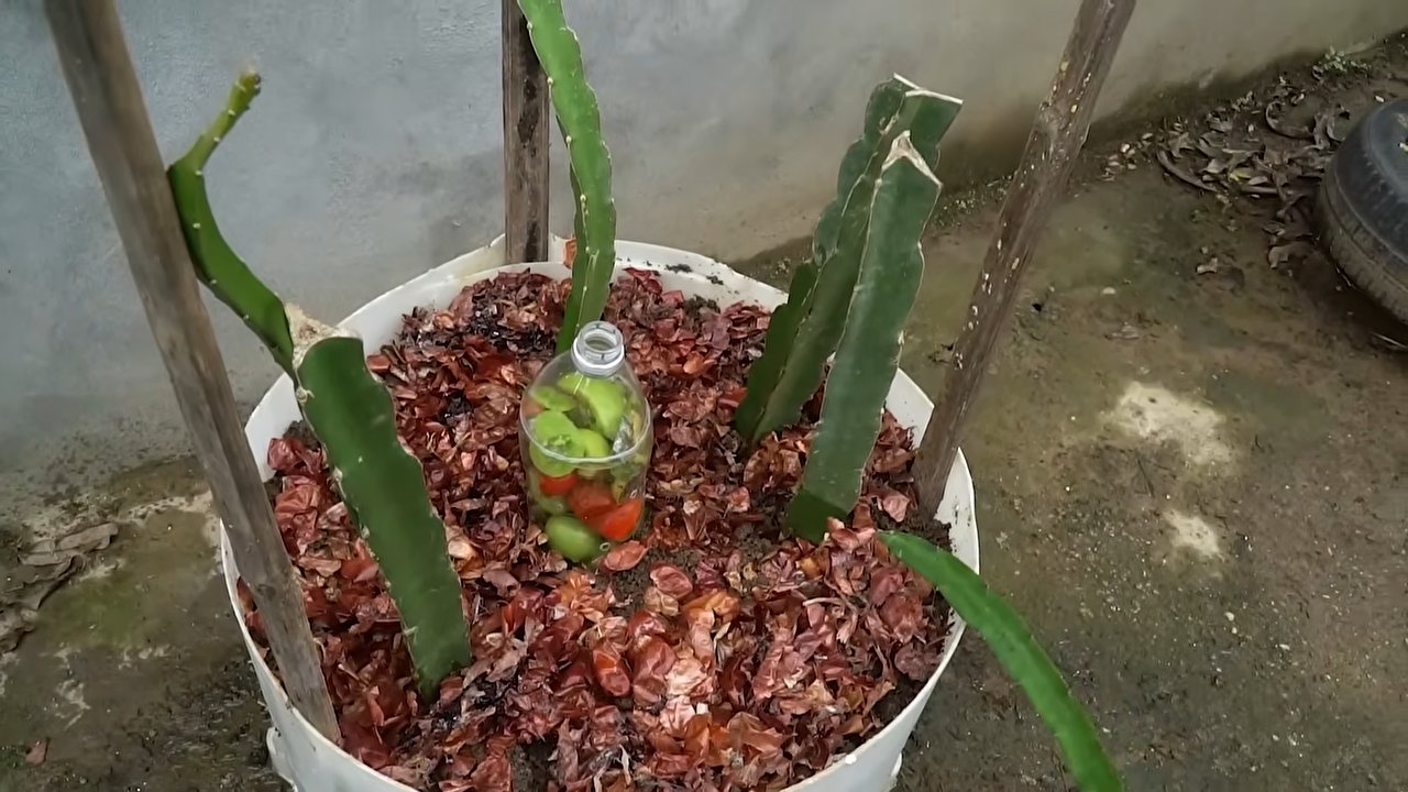 Drachenfrucht Anbau zu Hause