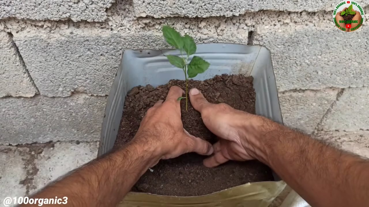 Apfelbaum drinnen ziehen