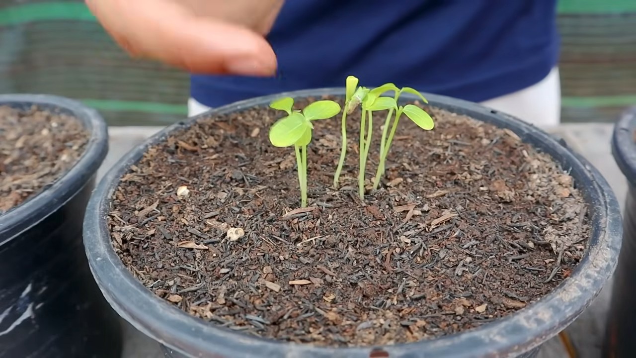 Papayas im Küchengarten anbauen