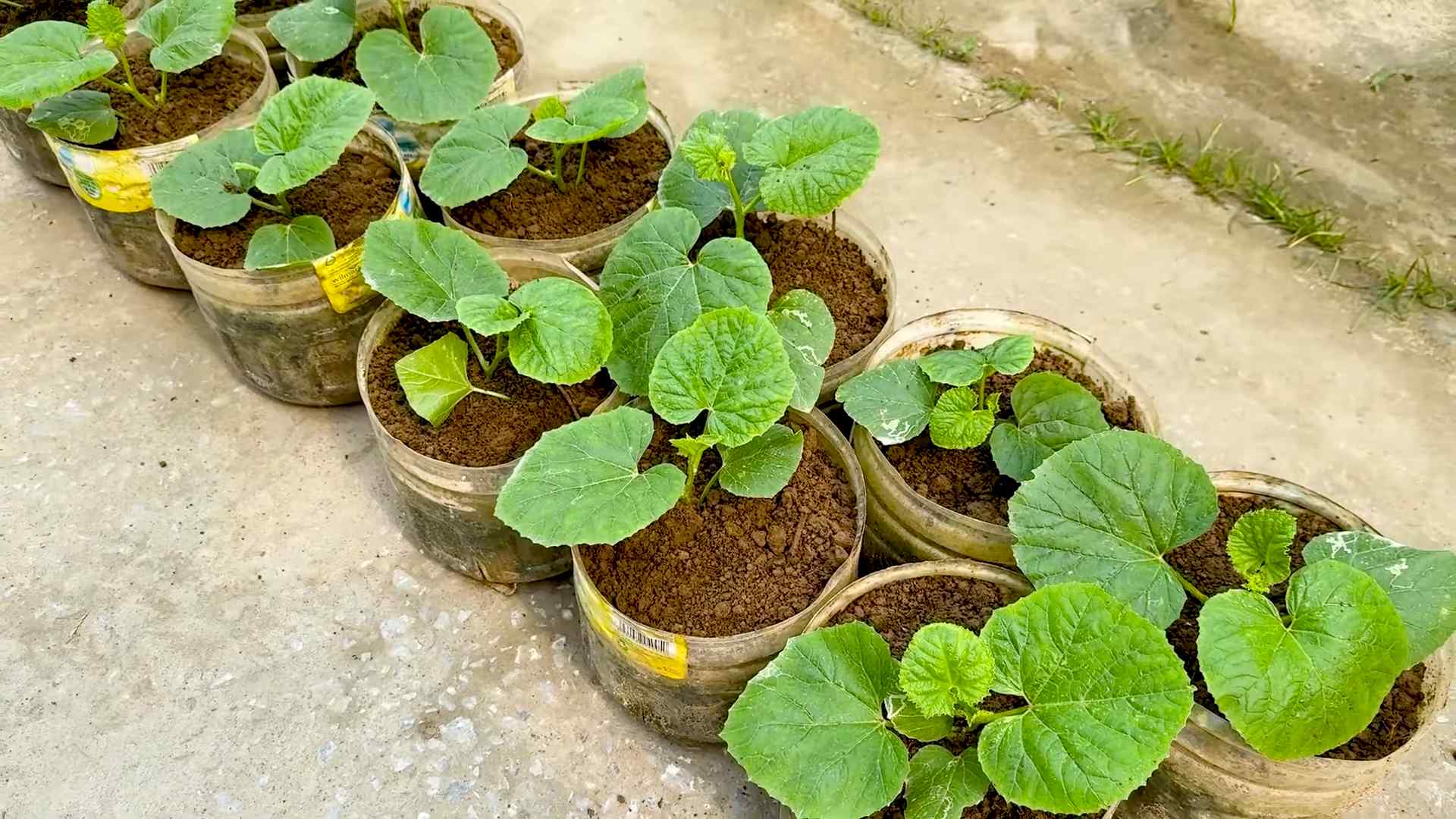 Wassermelone im Garten anbauen