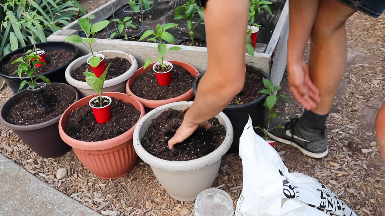 Jalapenos zu Hause anbauen