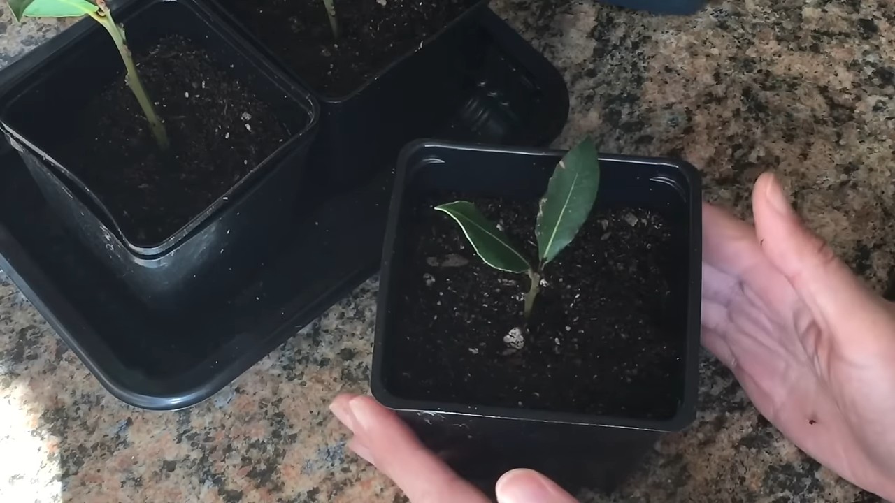 Lorbeerbaum zu Hause anpflanzen