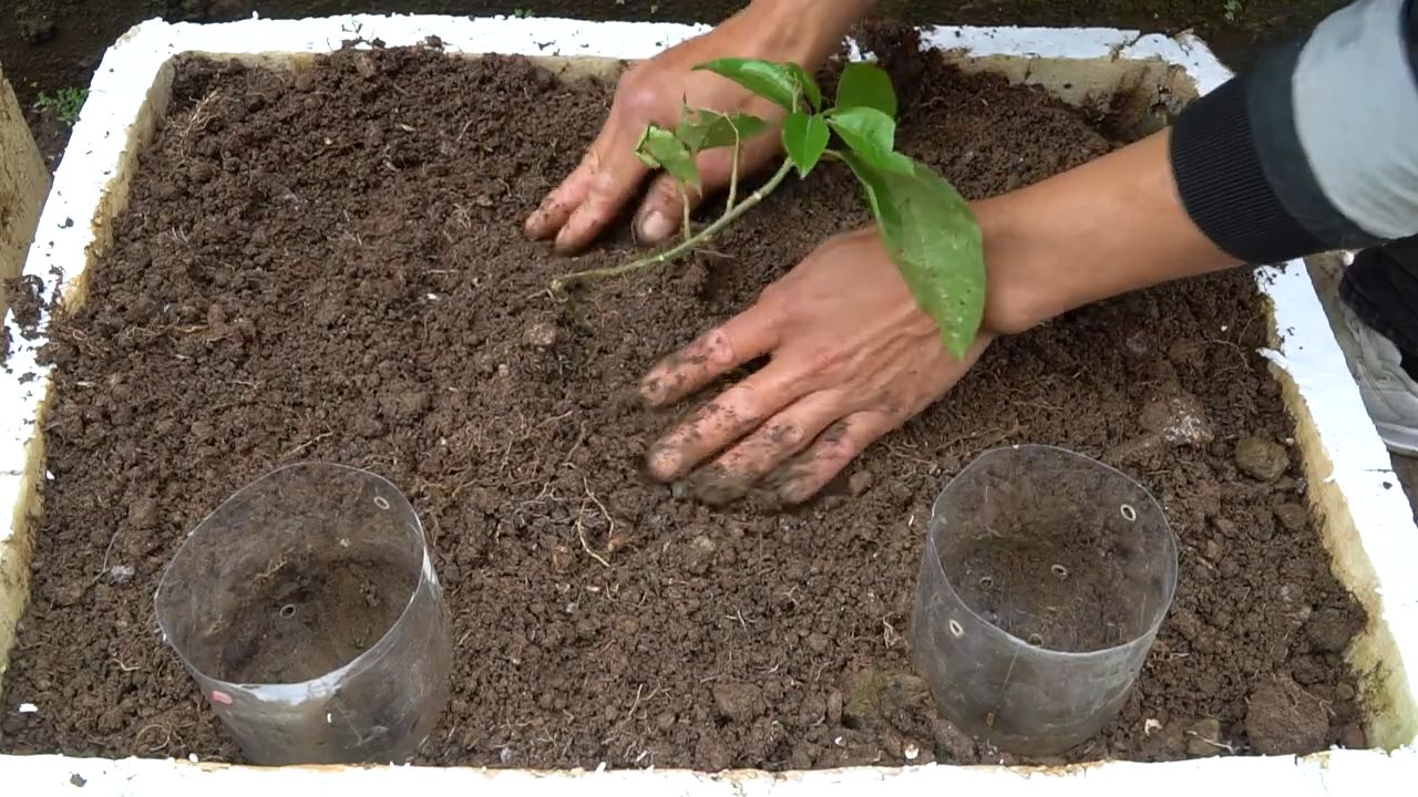 Passionsfrucht zu Hause anbauen