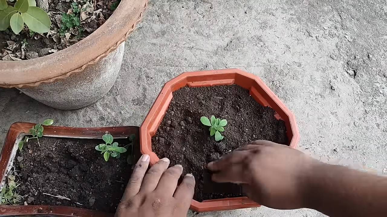 Sternfrucht Anbau Zuhause