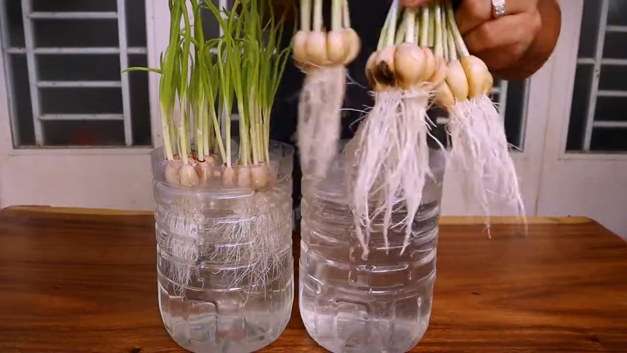 Knoblauch zu Hause anbauen