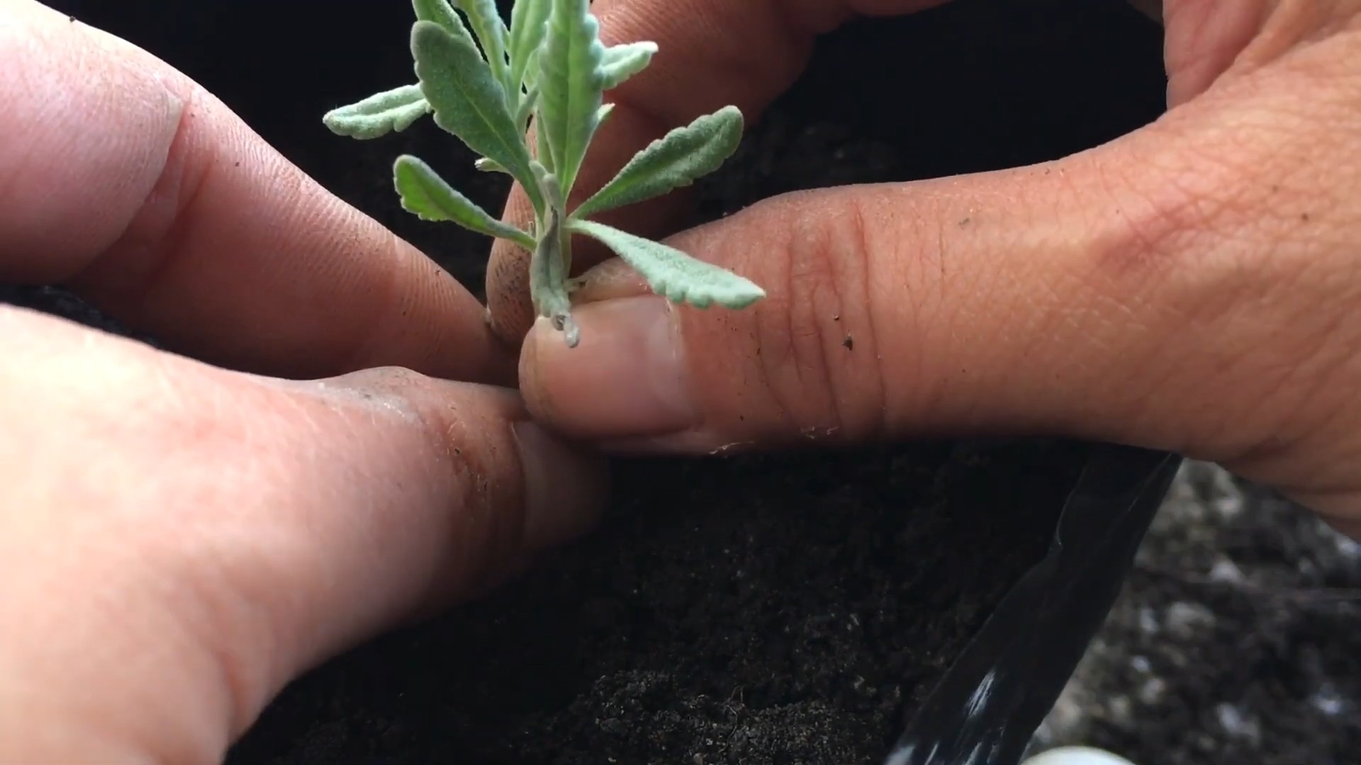 Lavendel drinnen anbauen