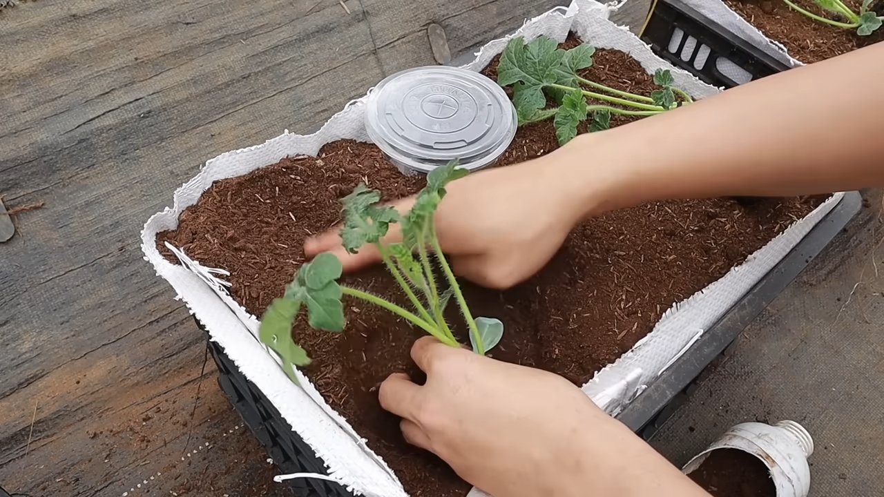 Wassermelone zu Hause anbauen