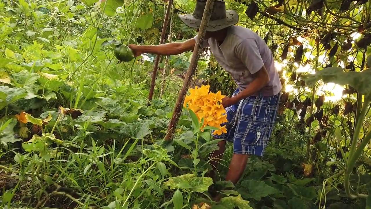 Kürbisblüten erfolgreich anbauen