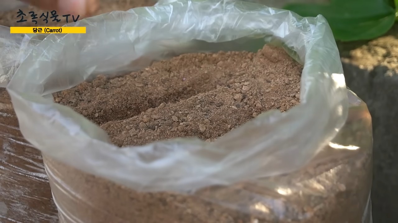 Karotten anbauen zu Hause