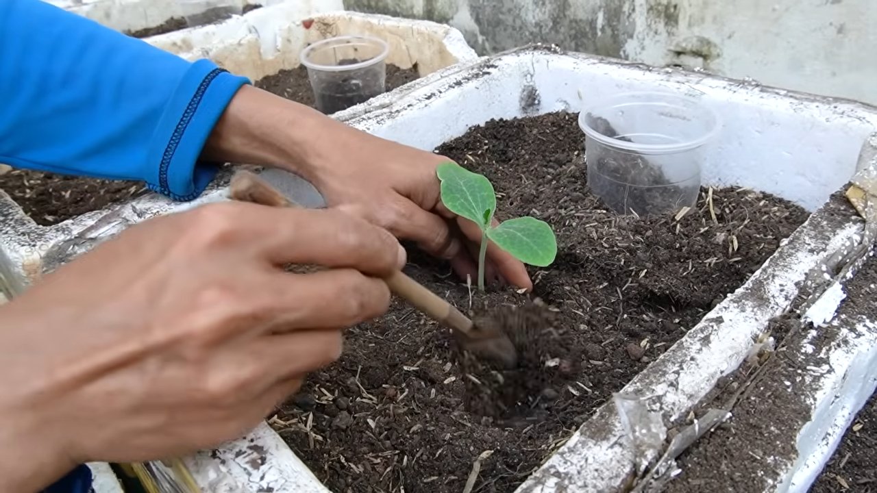 Kürbisse Ernte Ertrag Steigern