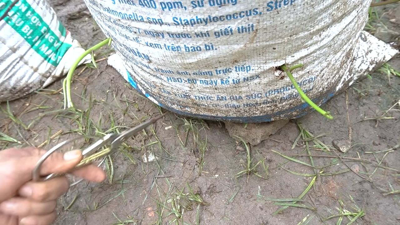 Süßkartoffeln im Sack anbauen