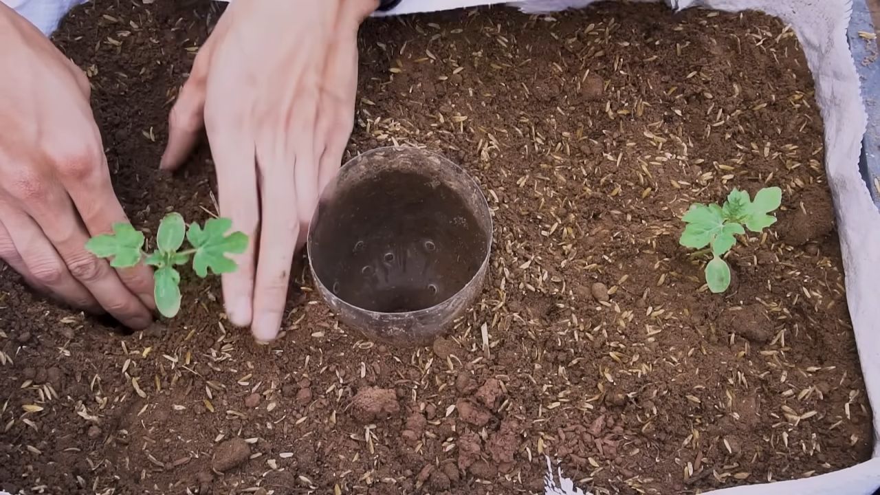 Wassermelone Anbau Hängematte