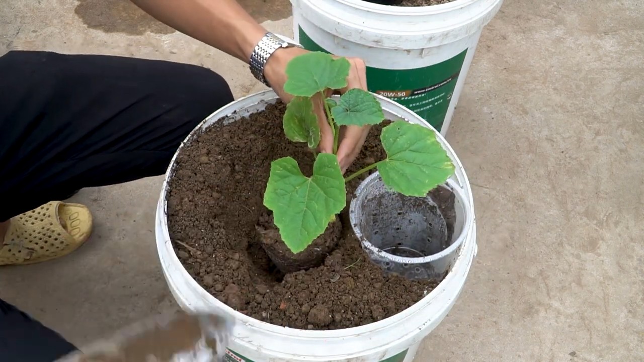 Wassermelonen ohne Gießen ziehen