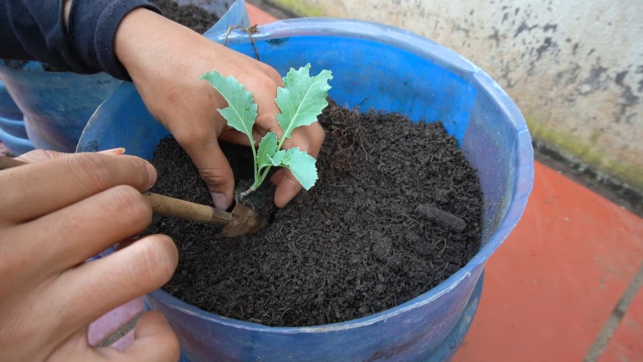 Kohlrabi Anbau zu Hause
