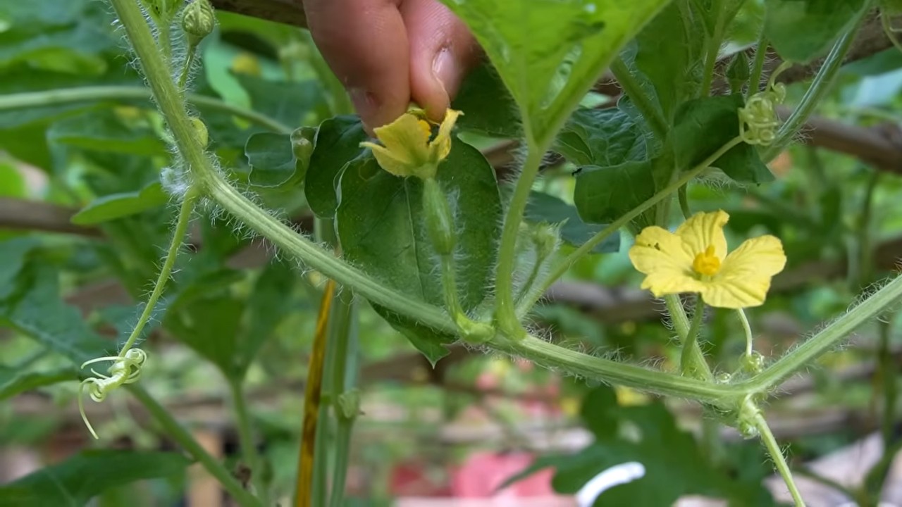Wassermelonen Ernte steigern