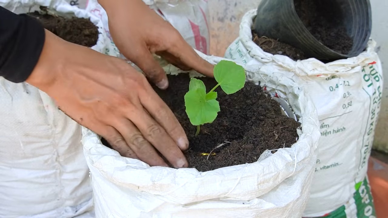 Wassermelone Anbau im Pflanzsack