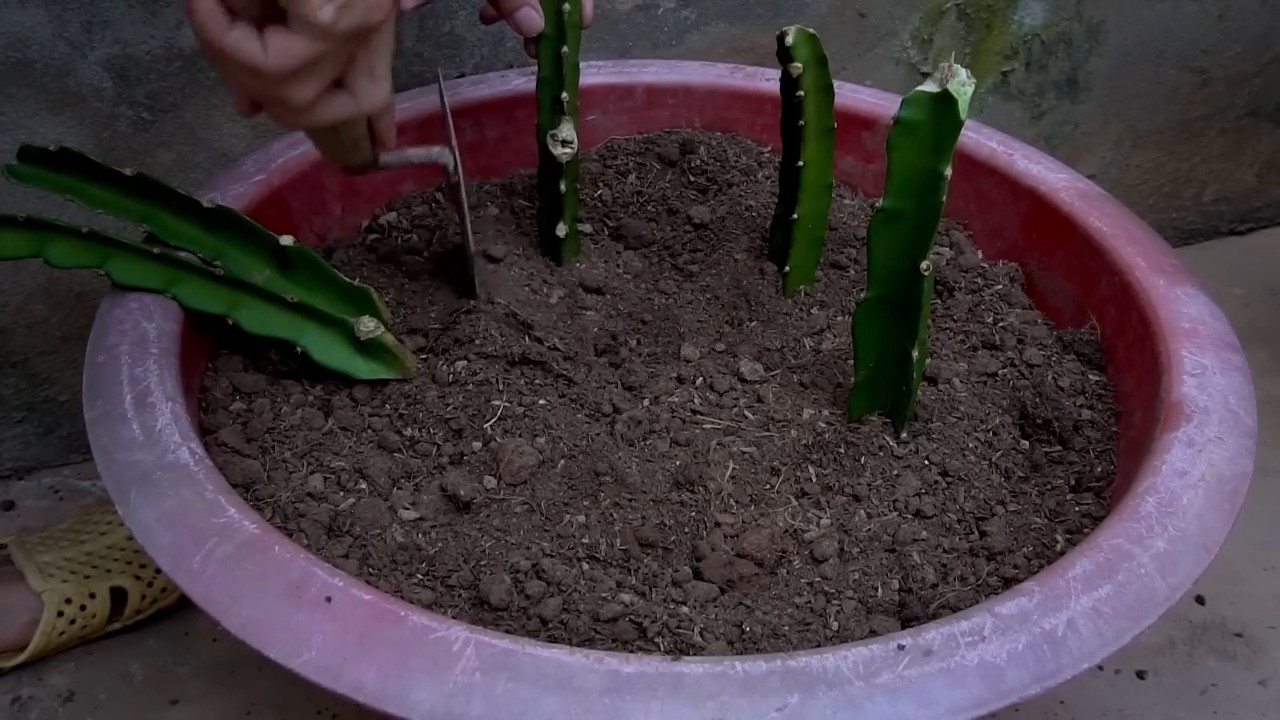 Drachenfrucht Vermehren Einfach