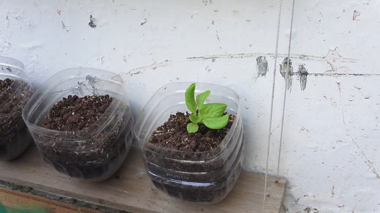 Hängender Salatgarten selber bauen