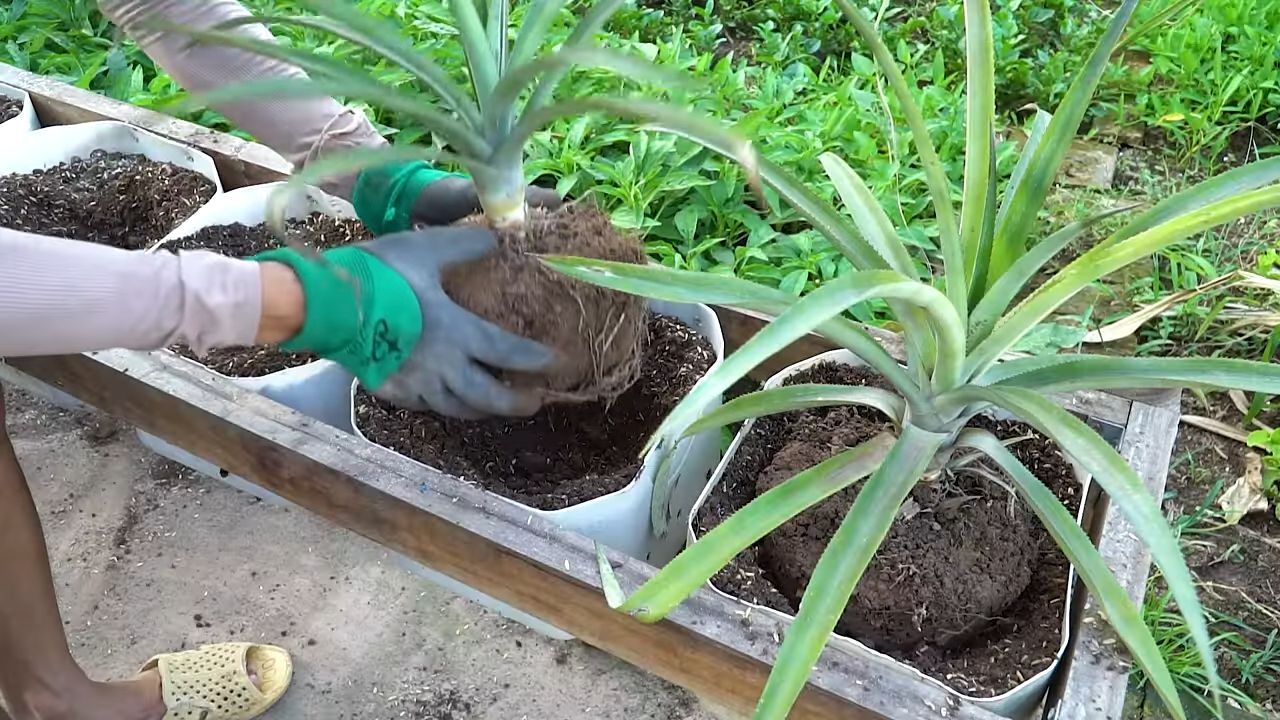 Ananas im Garten anbauen