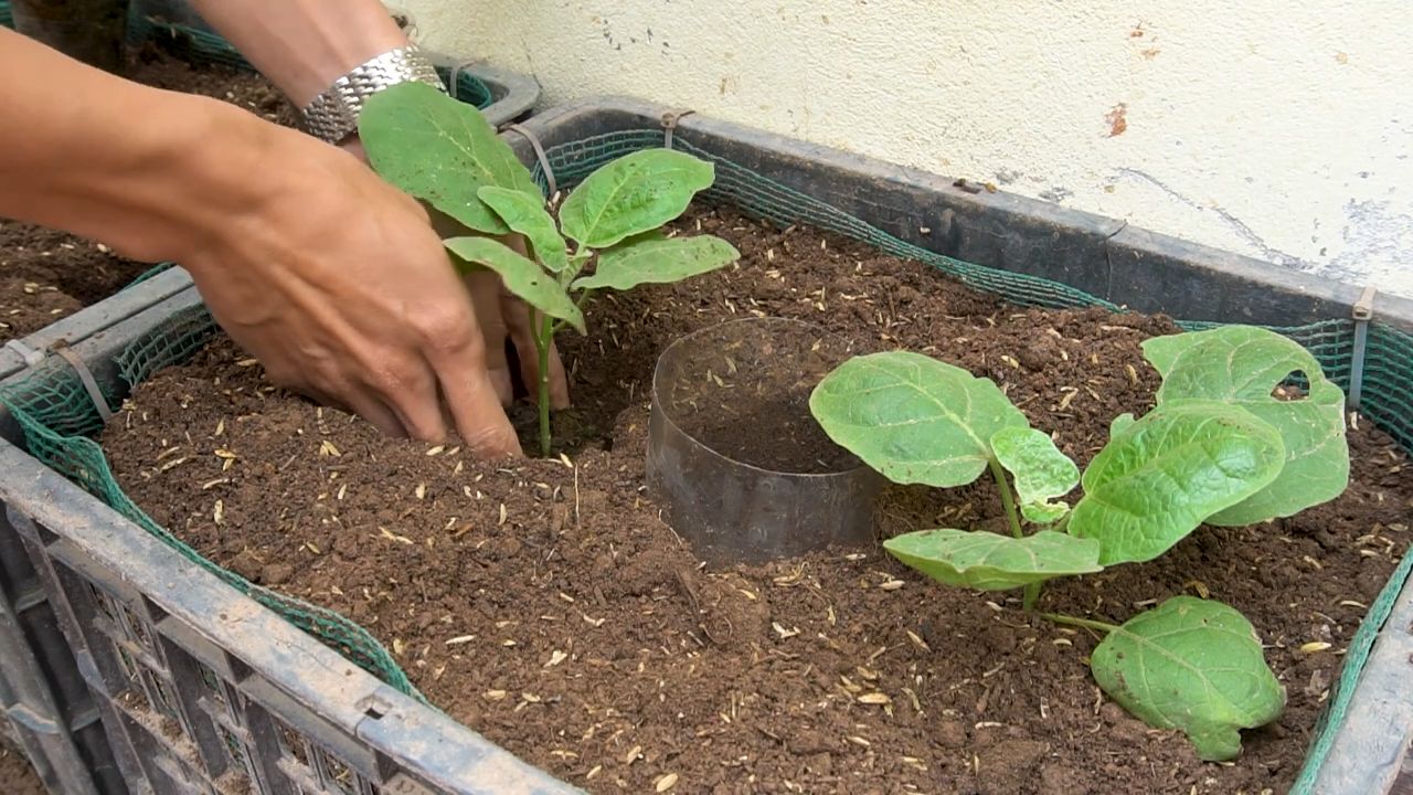 Besondere Auberginen selbst anbauen