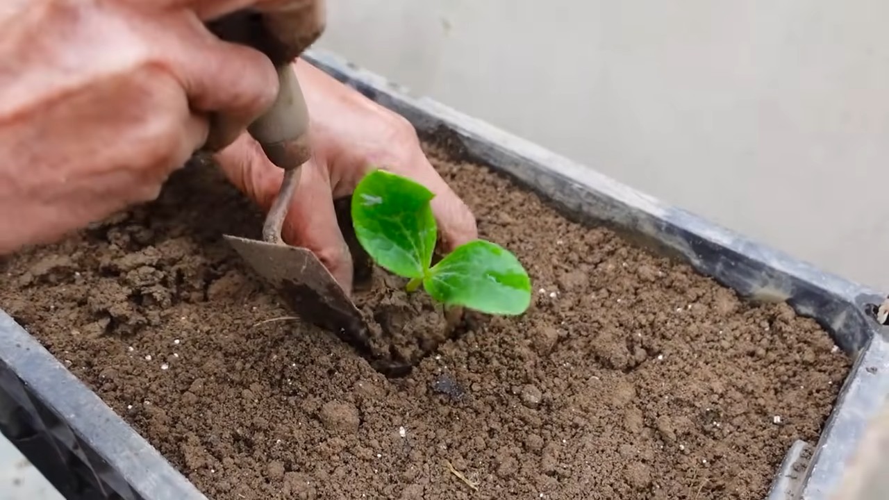 Zucchini Anbau zu Hause
