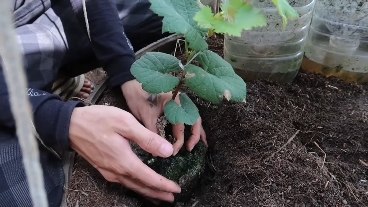 Weinreben erfolgreich im Garten anbauen